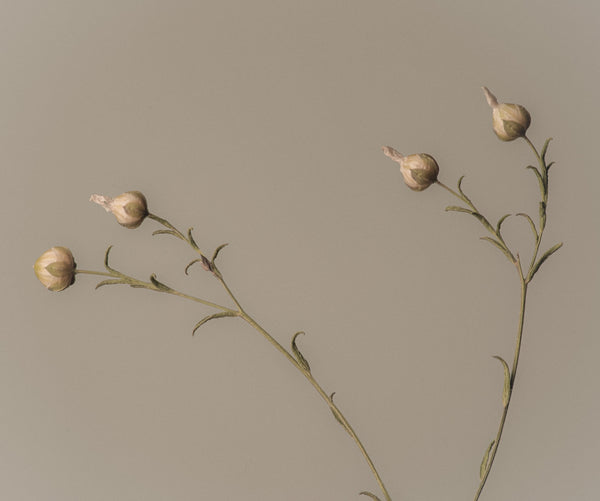 Native Flax Flower - Linum marginale