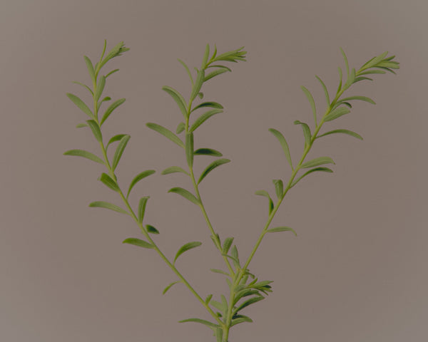 Native Flax - Linum marginale