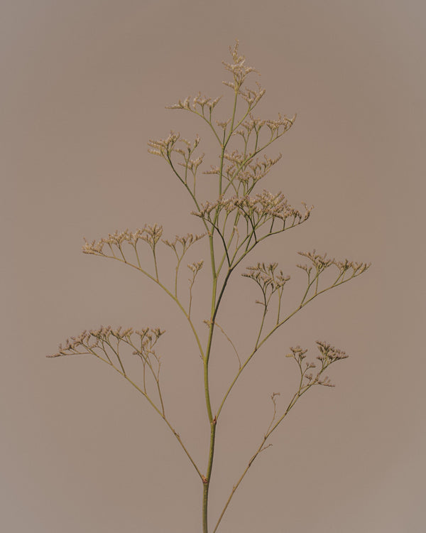 Sea Lavender - Limonium