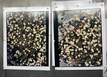 Load image into Gallery viewer, Daisies, Diptych II