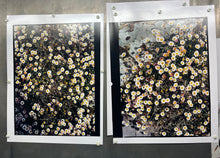 Load image into Gallery viewer, Daisies, Diptych I