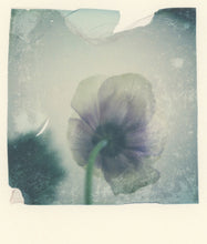 Load image into Gallery viewer, Anemone Portrait II (Framed)