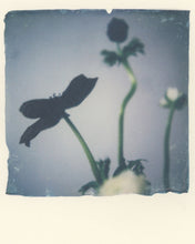 Load image into Gallery viewer, Anemone Portrait I (Framed)