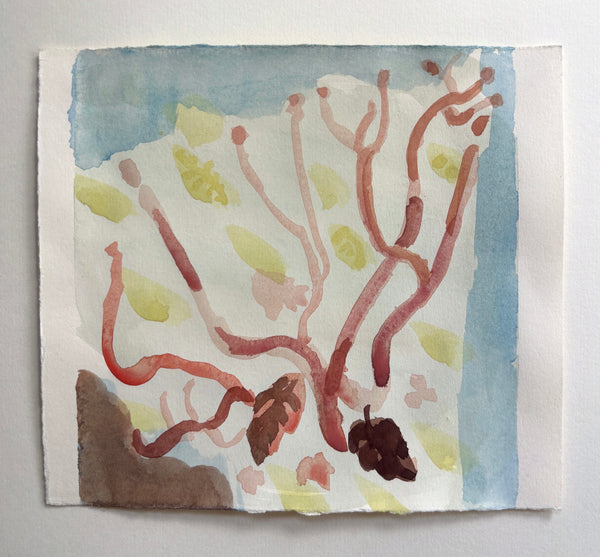 Arboretum (salix)