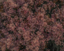 Load image into Gallery viewer, Blossom #102 (Unframed)