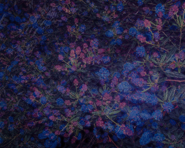 Blossom #108 (Unframed)