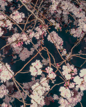 Load image into Gallery viewer, Blossom #72 (Unframed)