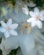 Load image into Gallery viewer, Flowers #87 (Unframed)