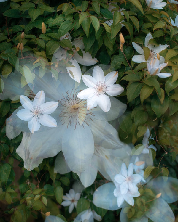 Flowers #87 (Unframed)