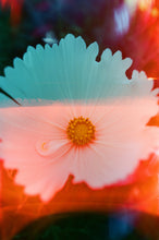 Load image into Gallery viewer, Cosmos