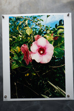 Load image into Gallery viewer, The Allmanda, Dominica, 2025