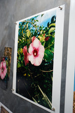 Load image into Gallery viewer, The Allmanda, Dominica, 2025