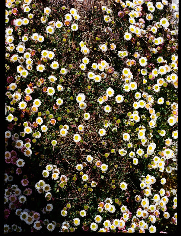 Daisies, Diptych II