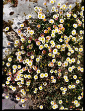 Load image into Gallery viewer, Daisies, Diptych I