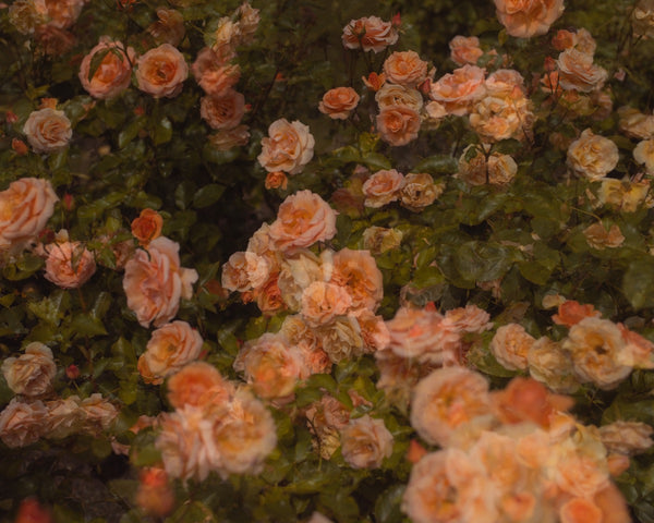 Flowers #38 (Unframed)