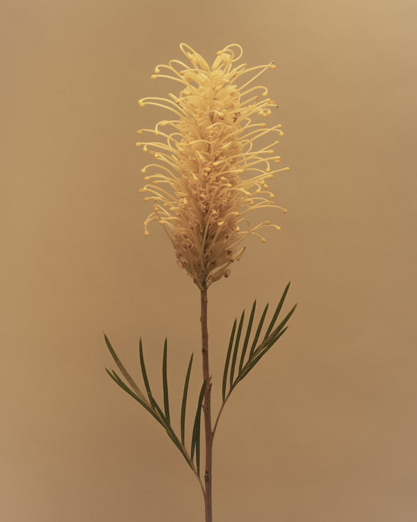 Moonlight - Grevillea whiteana