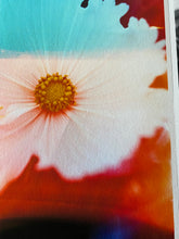 Load image into Gallery viewer, Cosmos