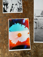 Load image into Gallery viewer, Cosmos