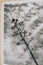 Load image into Gallery viewer, Sky Branch (Framed Artist Proof)