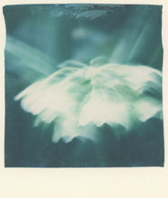 Load image into Gallery viewer, Temperate House Ghost (Framed)