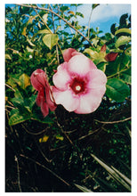 Load image into Gallery viewer, The Allmanda, Dominica, 2025