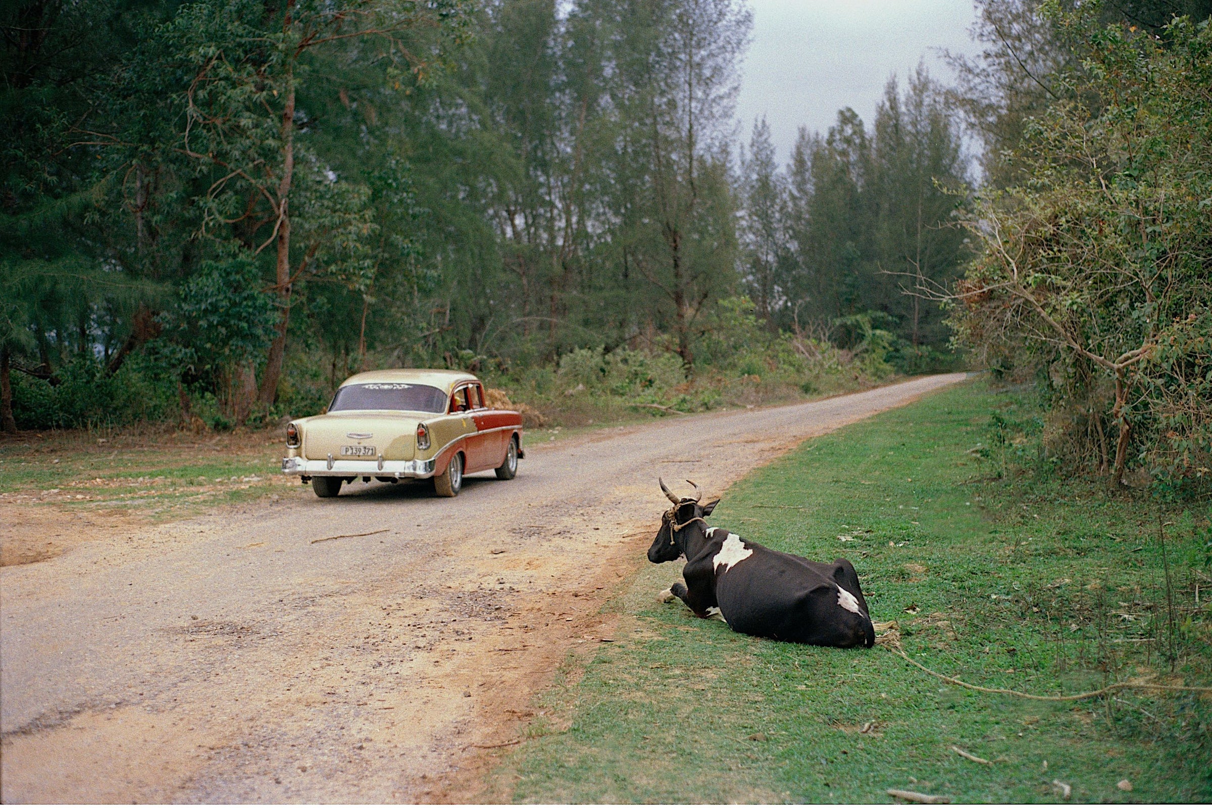 A photograph by Nathalie Basoski featuring a vintage gold and red classic car driving away on a dirt road, with a black-and-white cow resting on the grassy roadside.