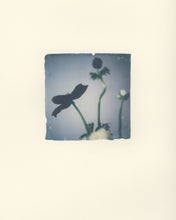 Load image into Gallery viewer, Anemone Portrait I (Framed)