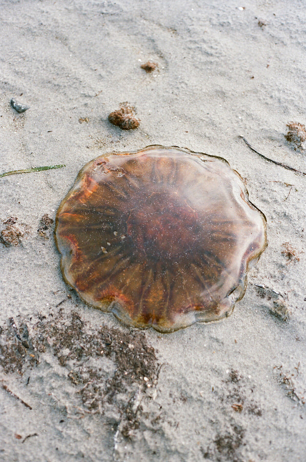 Jomfruland