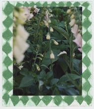 Load image into Gallery viewer, Foxgloves with border II