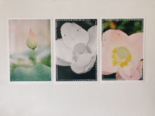 Load image into Gallery viewer, Kew Gardens, 2021 (pink lily)