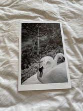 Load image into Gallery viewer, The Swannery