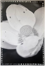 Load image into Gallery viewer, Kew Gardens, 2021 (Black and White Lily)