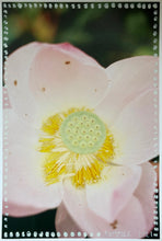 Load image into Gallery viewer, Kew Gardens, 2021 (pink lily)