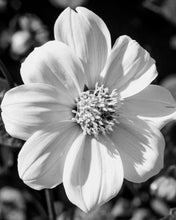 Load image into Gallery viewer, Lead with Love