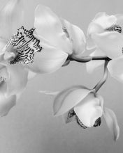 Load image into Gallery viewer, Serenity
