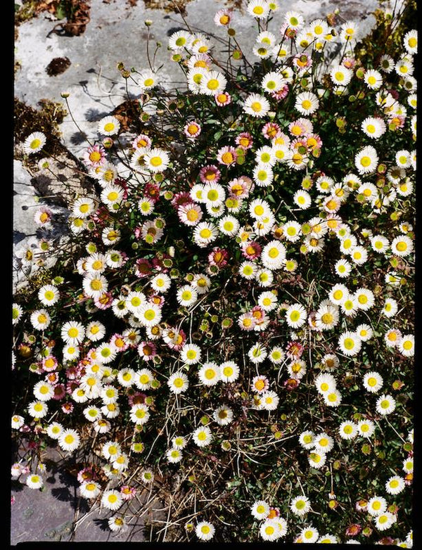 Ireland | Lily Bertrand-Webb | Photography | Partnership Editions