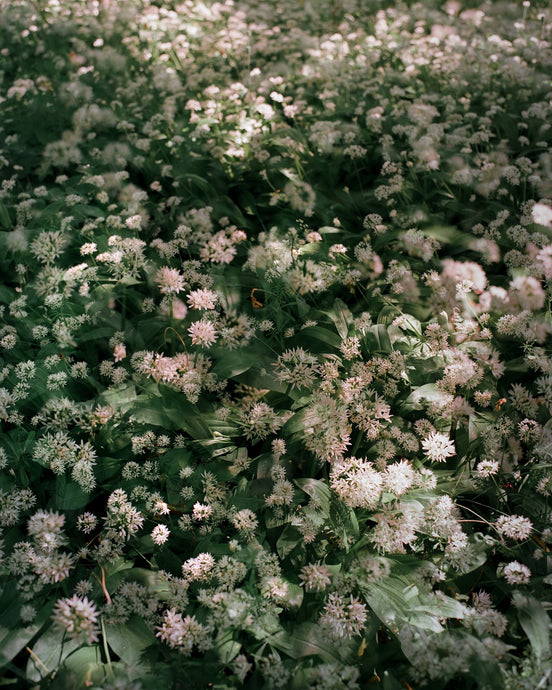 Flowers # 34