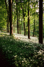 Load image into Gallery viewer, The Forest