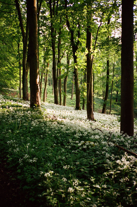 The Forest