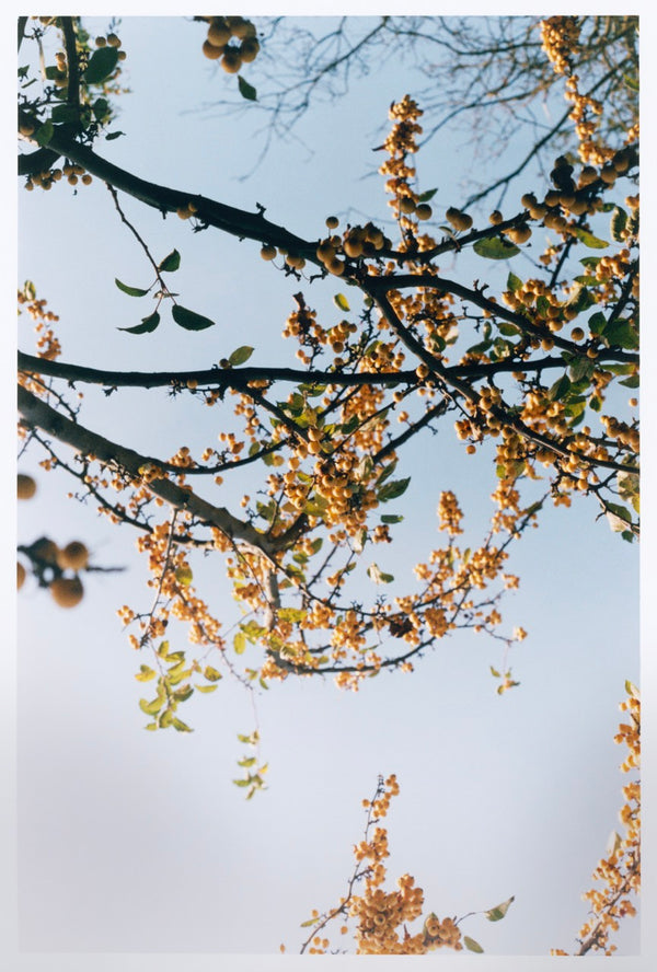 Spring's Morning, London, 2019