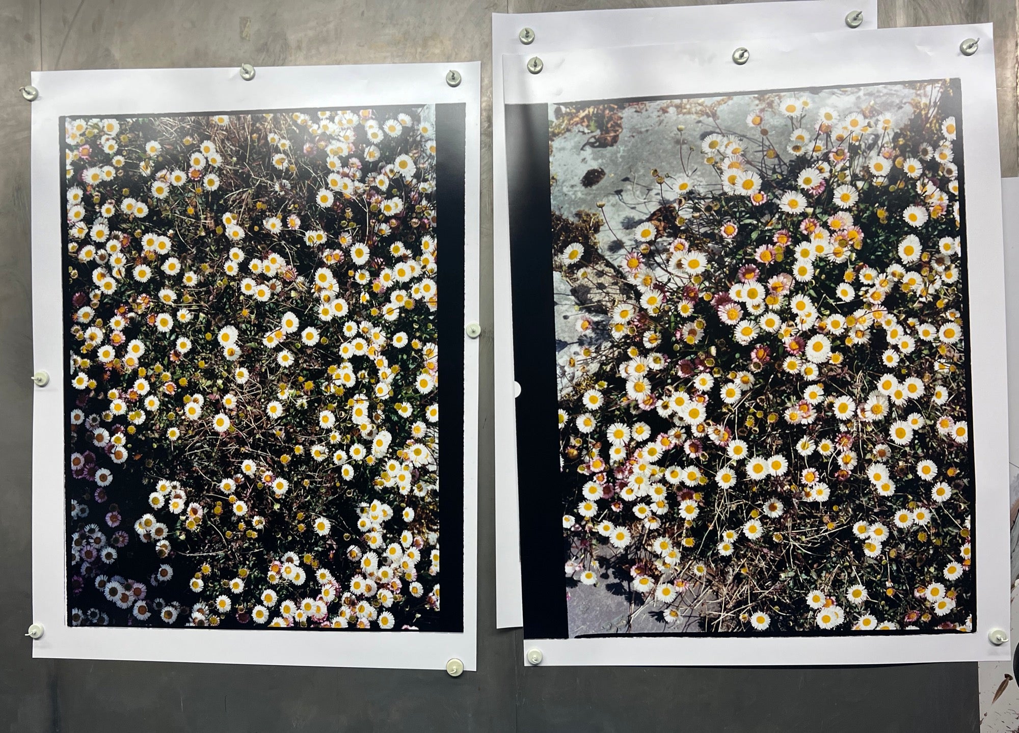 Daisies, Diptych II