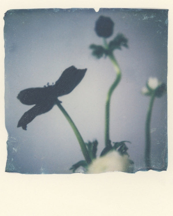 Anemone Portrait I (Framed)
