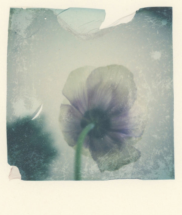 Anemone Portrait II (Framed)