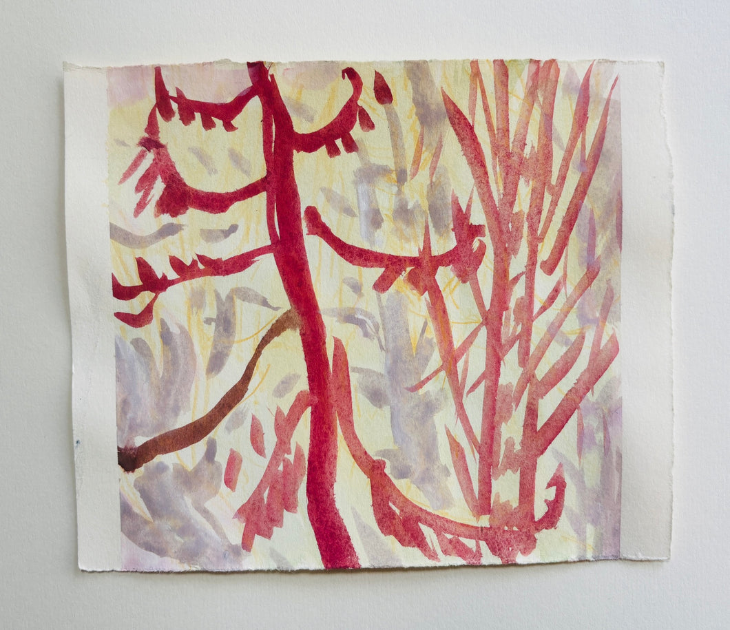 Arboretum (red pine)