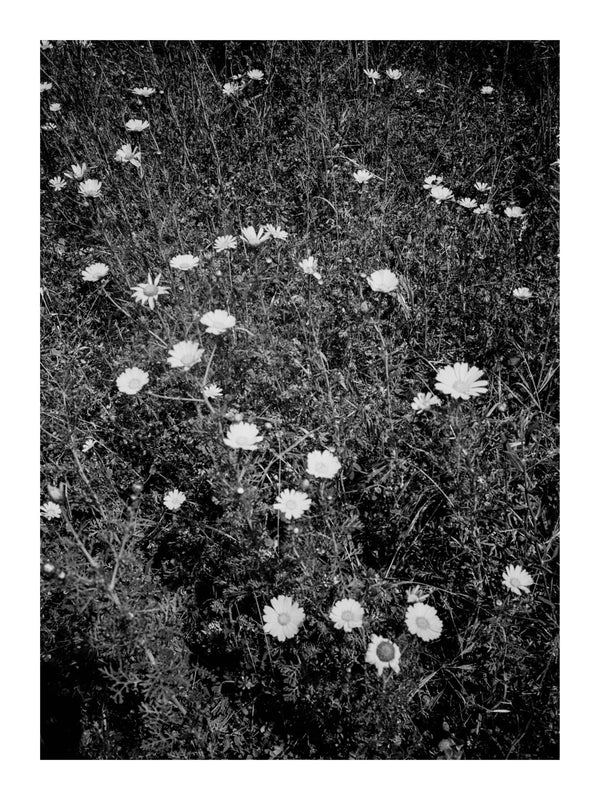 Beach Flowers (Framed Artist Proof)