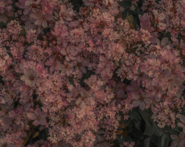 Blossom #102 (Unframed)