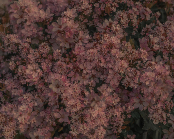 Blossom #102 (Unframed)