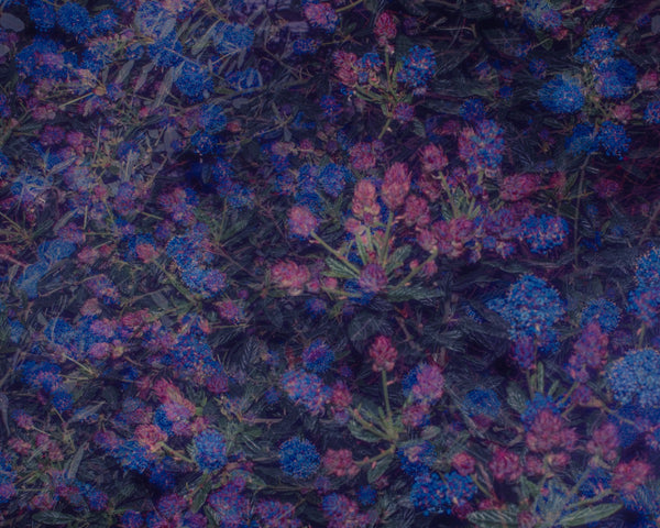 Blossom #108 (Unframed)