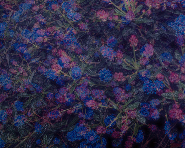 Blossom #108 (Unframed)