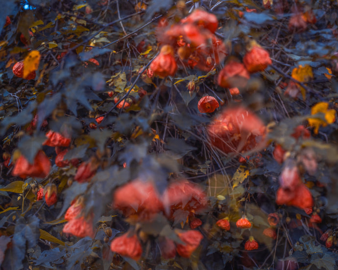Blossom # 38